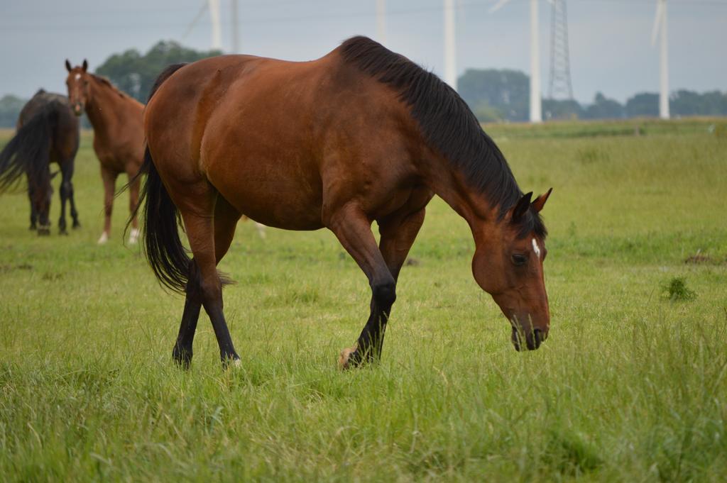 Appartamento Reiterhof Gruendeich Holtgast Esterno foto